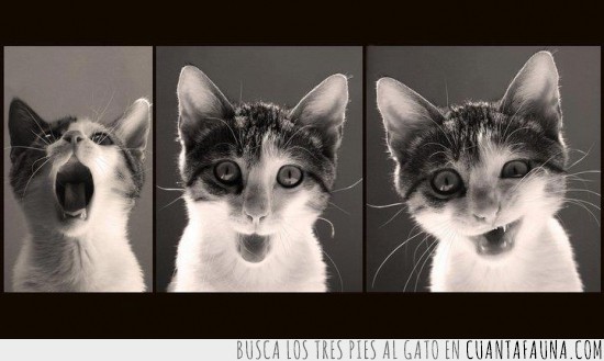 sonrisa,expresiones,sorpresa,gato,foto